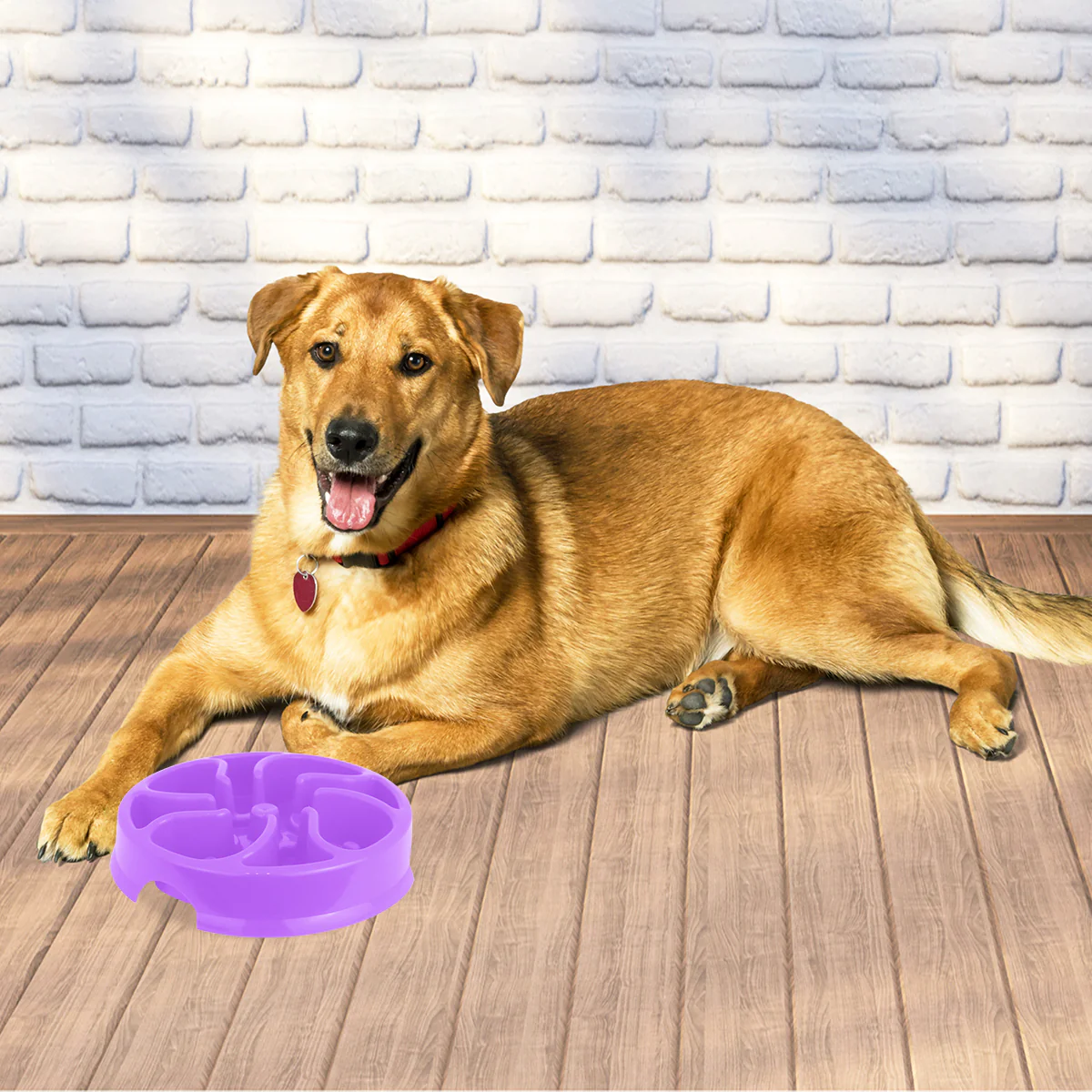 Tazón para Perro de Alimentación Lenta color Lila