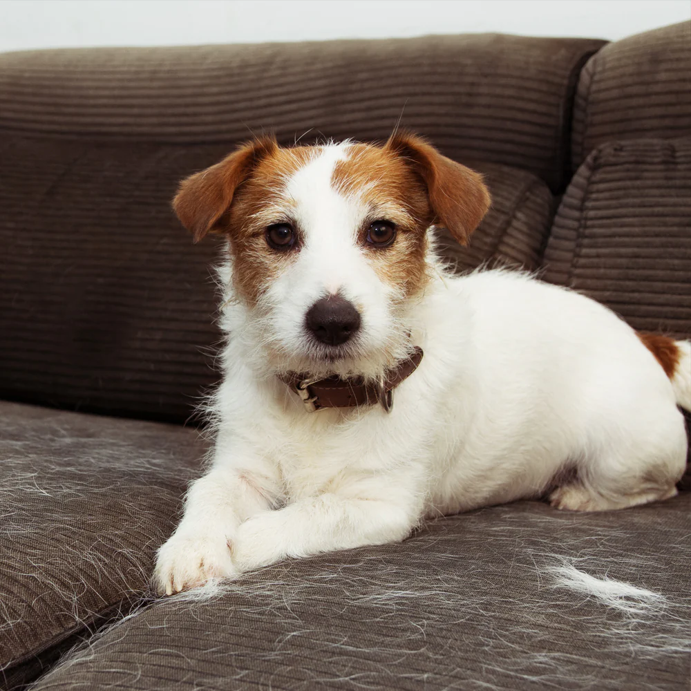 Plan Proteccion Individual 3 Años (Kit) - Sala Completa